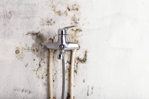 Office Mold Removal Services in Osage Beach, MO